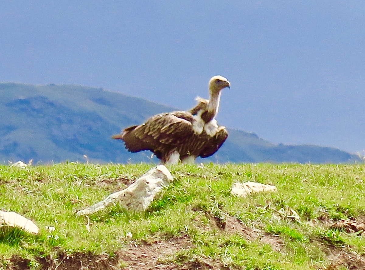 wild vultures in Dzhungaria