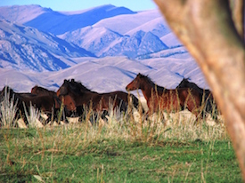 kazak horses