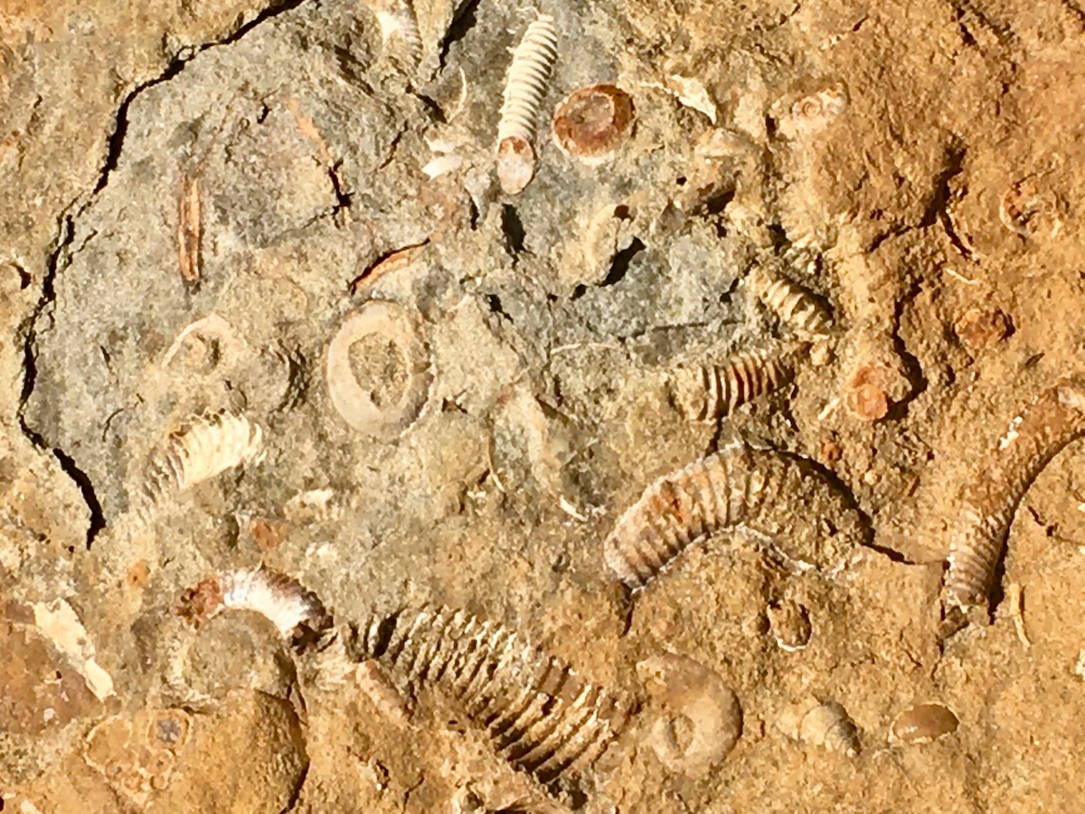 fossils inside a crashed stone